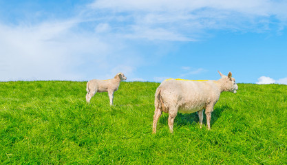 Sheep walking on a dike in spring
