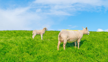Fototapeta premium Sheep walking on a dike in spring 
