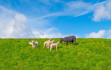 Obraz premium Sheep walking on a dike in spring