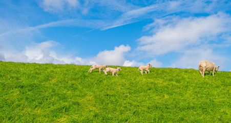Sheep walking on a dike in spring
