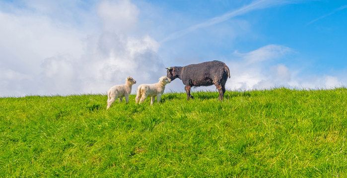 Sheep walking on a dike in spring