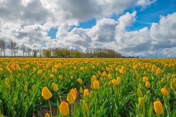 Tulips in a field in spring
