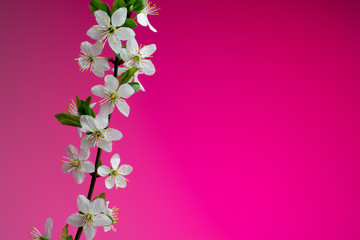 Fototapeta na wymiar beautiful spring blossom on pink background. studio shot
