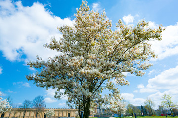 Obraz premium tree with white flowers in spring