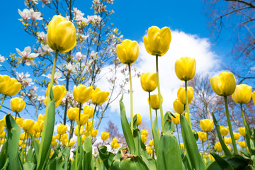 Yellow tulips against the blue sky