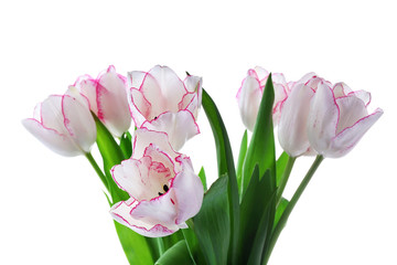 Bouquet of fresh tulips on a light background, isolated on white