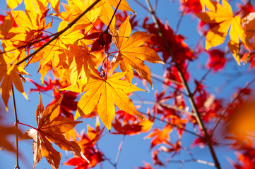 Fototapeta na wymiar autumn leaf