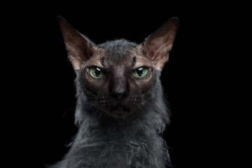 Closeup Werewolf Sphynx Cat Angry Looking in Camera Isolated Black