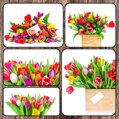 Set of tulips pictures