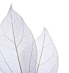 Foto op Plexiglas Bladnerven Skelet bladeren geïsoleerd op wit