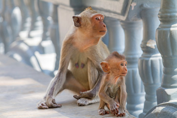 Selective focus to young monkey