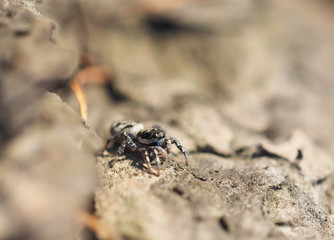 jumping spider on tree bark