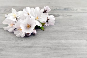 Spring background with cherry flowers, blossom.