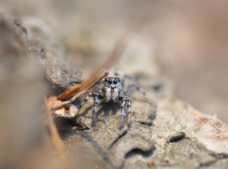 jumping spider on tree bark