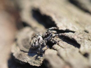 jumping spider on tree bark
