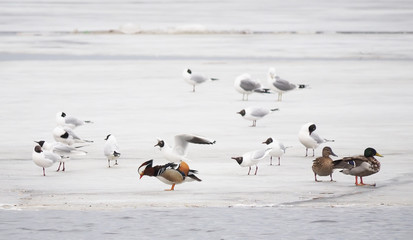 mandarin duck on the lake