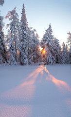 Beautiful winter morning with snow covered trees.
