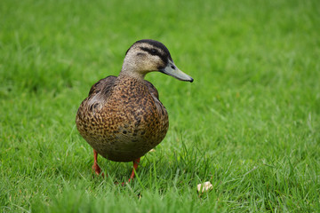 Female Mallard wild duck on lawn of dense fresh grass.
