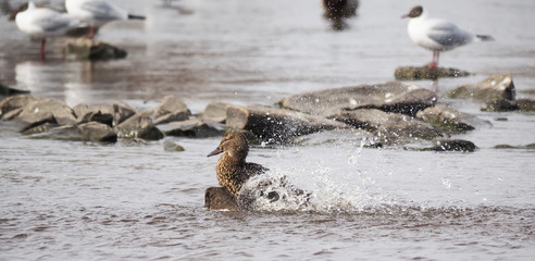 duck on the lake