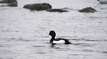 tufted duck on the lake