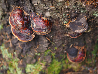 tinder fungus on a tree in the forest