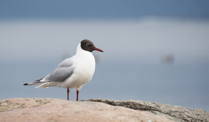 seagull on the lake