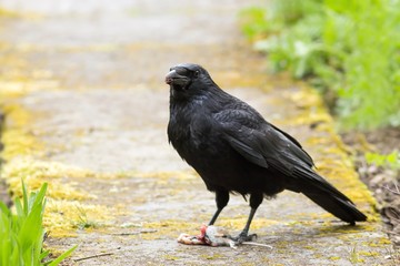 Kolkrabe frisst eine Maus / Raven eats a mouse