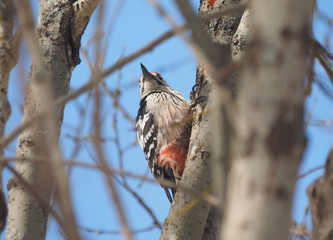 Grey-headed woodpecker on a tree in the forest