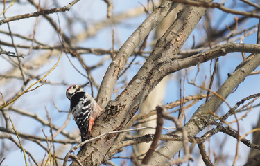 Grey-headed woodpecker on a tree in the forest