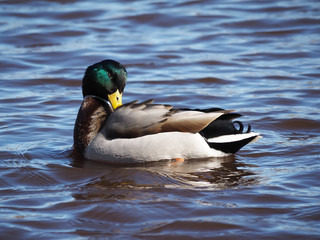 Obraz premium duck on the lake