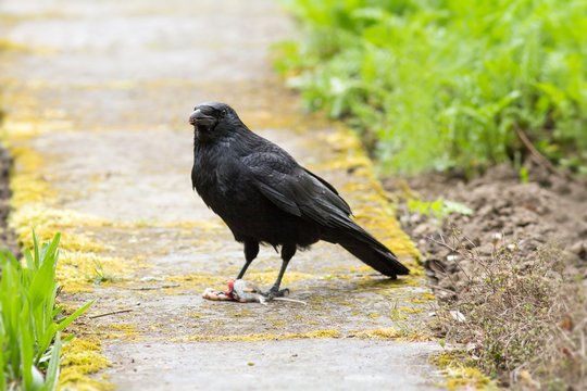Kolkrabe frisst eine Maus / Raven eats a mouse