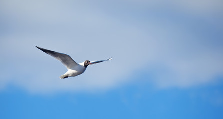 seagull in flight