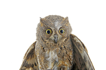 The owl in the white back