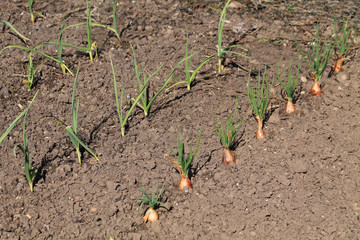 A Vegetable Patch Growing Different Varieties of Onions.
