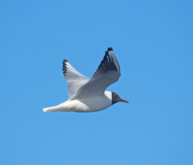 seagull in flight