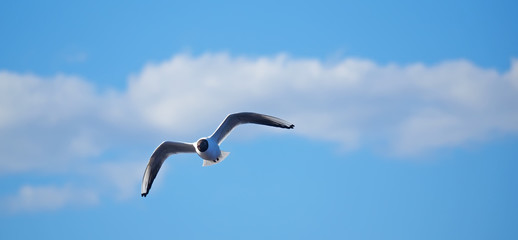 seagull in flight