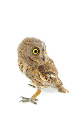 The owl in the white back