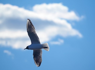 seagull in flight