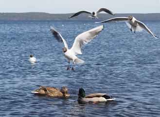 Fototapeta na wymiar seagull on the lake