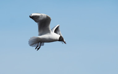 seagull on the lake