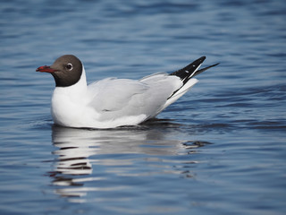 seagull on the lake