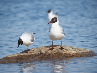 seagull on the lake
