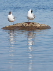 seagull on the lake