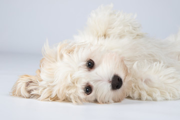 Havaneser Hund Welpe Studio Portrait
