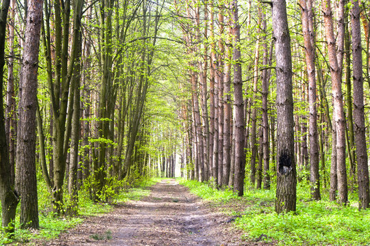 Весенний сосновый лес с лесной дорогой
