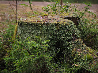 overgrown tree stump in the forest