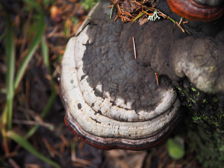 tinder fungus on a tree in the forest