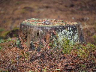 overgrown tree stump in the forest
