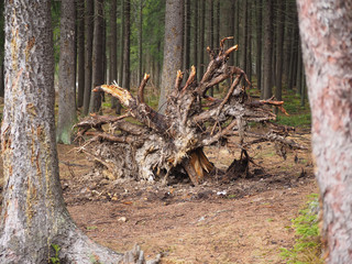 snag in the woods