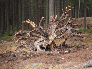 snag in the woods